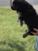 Temple, a female Miniature Australian Shepherd for sale in Chatsworth, GA – Photo 3 of 3