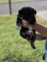 Temple, a female Miniature Australian Shepherd for sale in Chatsworth, GA – Photo 2 of 3