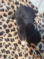 Brewster , a male Miniature Australian Shepherd for sale in Chatsworth, GA – Photo 3 of 3