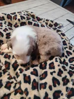 Skye, a female Miniature Australian Shepherd for sale in Chatsworth, GA – Photo 2 of 6