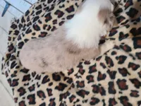 Skye, a female Miniature Australian Shepherd for sale in Chatsworth, GA – Photo 6 of 6