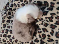 Skye, a female Miniature Australian Shepherd for sale in Chatsworth, GA – Photo 5 of 6