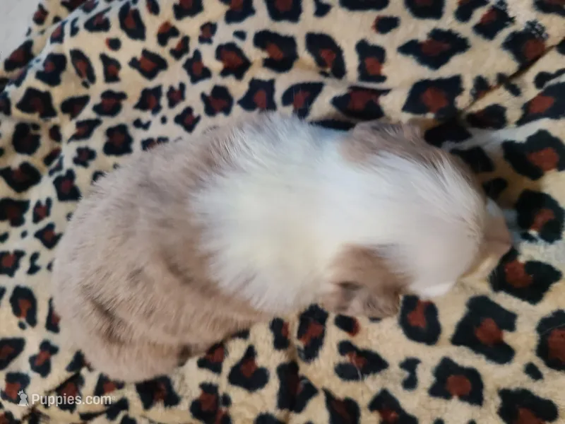 Skye – Miniature Australian Shepherd puppy for sale in Chatsworth, GA