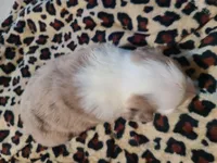 Skye, a female Miniature Australian Shepherd for sale in Chatsworth, GA – Photo 1 of 6