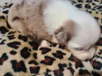 Skye, a female Miniature Australian Shepherd for sale in Chatsworth, GA – Photo 3 of 6