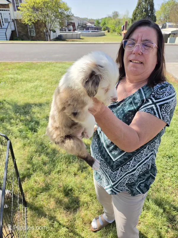 Skye – Miniature Australian Shepherd puppy for sale in Chatsworth, GA