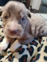 Butterball , a male Miniature Australian Shepherd for sale in Chatsworth, GA – Photo 2 of 4