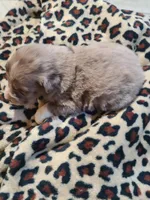 Butterball , a male Miniature Australian Shepherd for sale in Chatsworth, GA – Photo 4 of 4