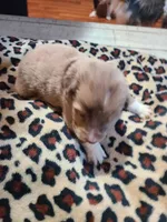 Butterball , a male Miniature Australian Shepherd for sale in Chatsworth, GA – Photo 3 of 4