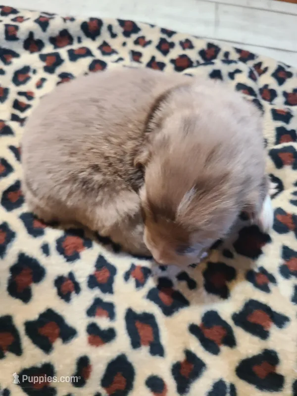 Butterball  – Miniature Australian Shepherd puppy for sale in Chatsworth, GA