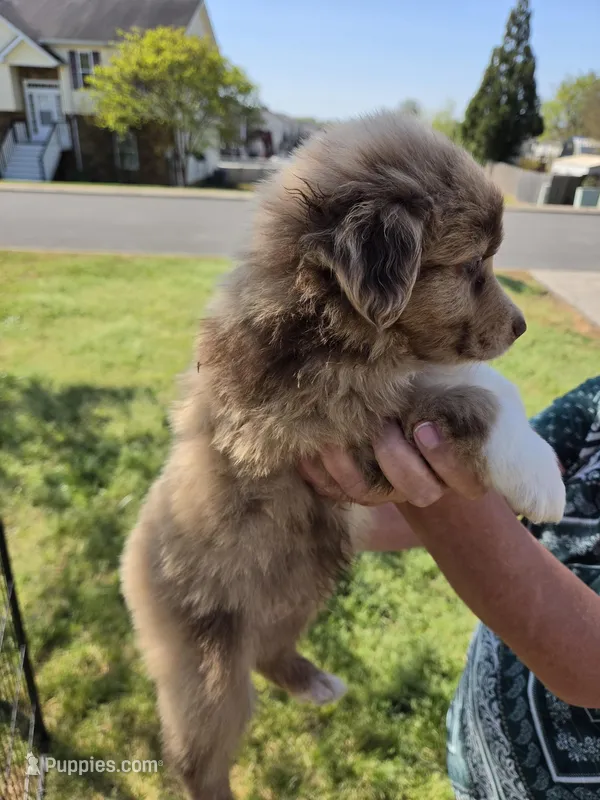 Butterball  – Miniature Australian Shepherd puppy for sale in Chatsworth, GA