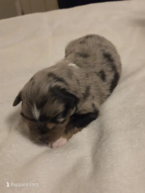 Blue Merle Female – Miniature Australian Shepherd puppy for sale in Chatsworth, GA