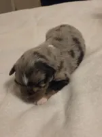 Blue Merle Female, a female Miniature Australian Shepherd for sale in Chatsworth, GA – 1 of 3