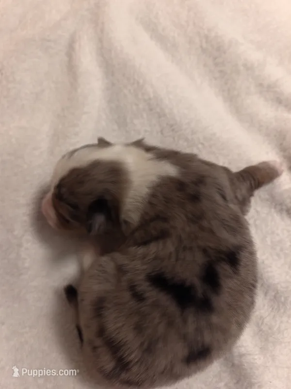 Toy Blue Merle Male – Toy Australian Shepherd puppy for sale in Chatsworth, GA