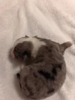 Toy Blue Merle Male, a male Toy Australian Shepherd for sale in Chatsworth, GA – 1 of 3