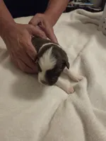 Red Tri Male 3, a female Miniature Australian Shepherd for sale in Chatsworth, GA – 2 of 3