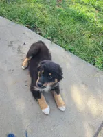 Blade, a male Miniature Australian Shepherd for sale in Chatsworth, GA – Photo 1 of 4