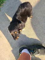 Blade, a male Miniature Australian Shepherd for sale in Chatsworth, GA – Photo 2 of 4