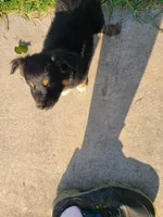 Blade, a male Miniature Australian Shepherd for sale in Chatsworth, GA – Photo 4 of 4