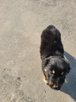 Blade, a male Miniature Australian Shepherd for sale in Chatsworth, GA – Photo 3 of 4