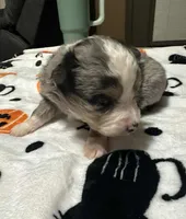 Anna, a female Toy Australian Shepherd for sale in Chatsworth, GA – Photo 9 of 10