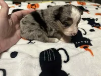 Anna, a female Toy Australian Shepherd for sale in Chatsworth, GA – Photo 2 of 10