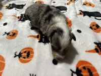 Anna, a female Toy Australian Shepherd for sale in Chatsworth, GA – Photo 4 of 10