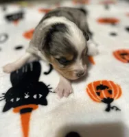 Anna, a female Toy Australian Shepherd for sale in Chatsworth, GA – Photo 1 of 10