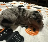 Anna, a female Toy Australian Shepherd for sale in Chatsworth, GA – Photo 5 of 10