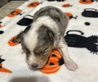 Anna, a female Toy Australian Shepherd for sale in Chatsworth, GA – Photo 6 of 10