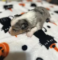 Anna, a female Toy Australian Shepherd for sale in Chatsworth, GA – Photo 7 of 10