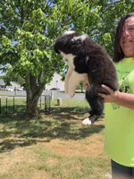 Spade , a female Miniature Australian Shepherd for sale in Chatsworth, GA – 3 of 3
