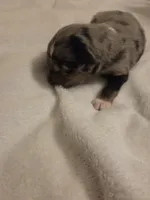 Blue Merle Female, a female Miniature Australian Shepherd for sale in Chatsworth, GA – 3 of 3