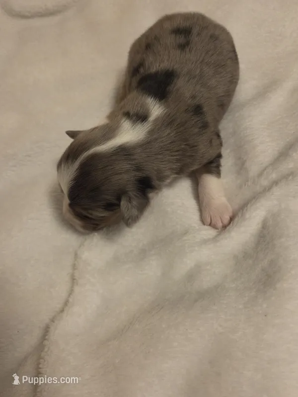 Miniature Blue Merle Female 2 – Miniature Australian Shepherd puppy for sale in Chatsworth, GA