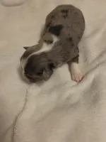 Miniature Blue Merle Female 2, a female Miniature Australian Shepherd for sale in Chatsworth, GA – 1 of 2