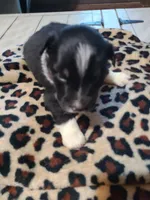 Cooper , a male Miniature Australian Shepherd for sale in Chatsworth, GA – Photo 3 of 3