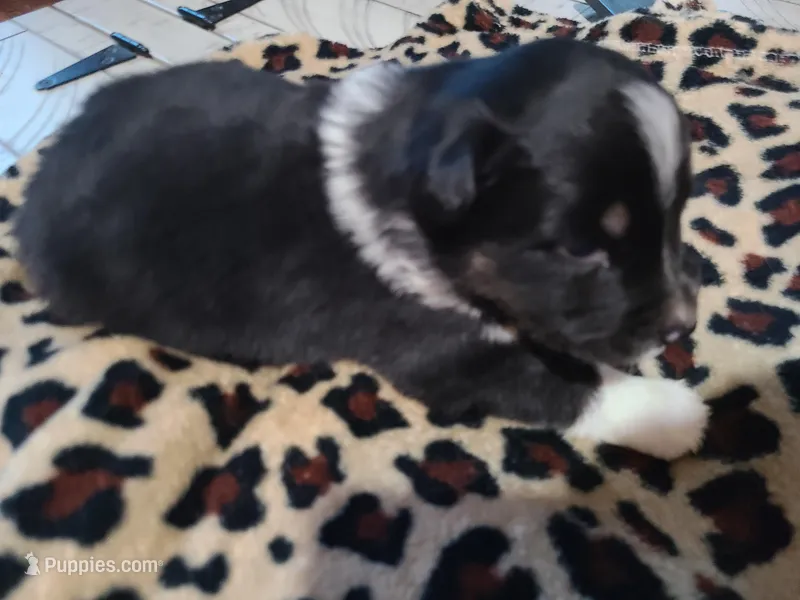 Cooper  – Miniature Australian Shepherd puppy for sale in Chatsworth, GA