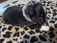 Cooper , a male Miniature Australian Shepherd for sale in Chatsworth, GA – Photo 2 of 3