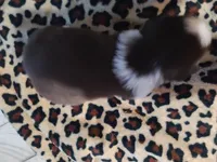 Heart , a female Miniature Australian Shepherd for sale in Chatsworth, GA – Photo 2 of 4