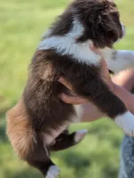 Heart , a female Miniature Australian Shepherd for sale in Chatsworth, GA – Photo 3 of 3