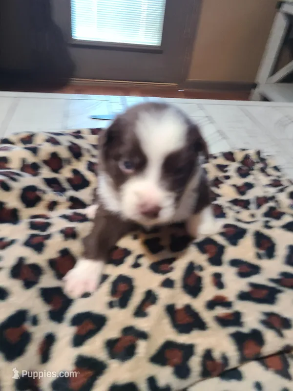 Heart  – Miniature Australian Shepherd puppy for sale in Chatsworth, GA