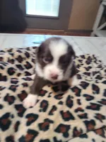 Heart , a female Miniature Australian Shepherd for sale in Chatsworth, GA – Photo 1 of 4