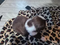 Heart , a female Miniature Australian Shepherd for sale in Chatsworth, GA – Photo 3 of 4