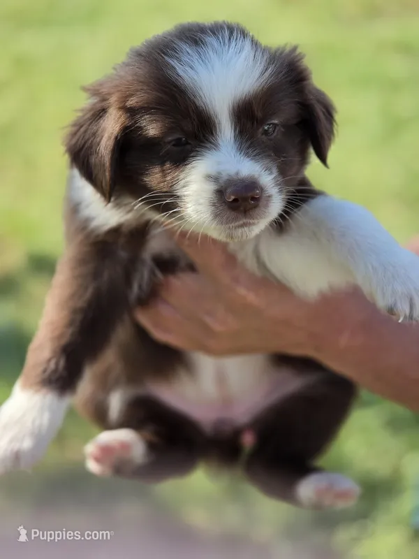 Heart  – Miniature Australian Shepherd puppy for sale in Chatsworth, GA