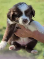 Heart , a female Miniature Australian Shepherd for sale in Chatsworth, GA – Photo 1 of 3