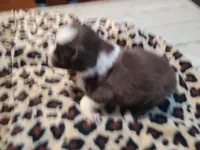 Heart , a female Miniature Australian Shepherd for sale in Chatsworth, GA – Photo 4 of 4