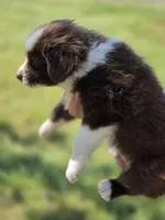 Heart , a female Miniature Australian Shepherd for sale in Chatsworth, GA – Photo 2 of 3