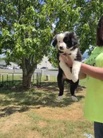 Spade , a female Miniature Australian Shepherd for sale in Chatsworth, GA – 1 of 3