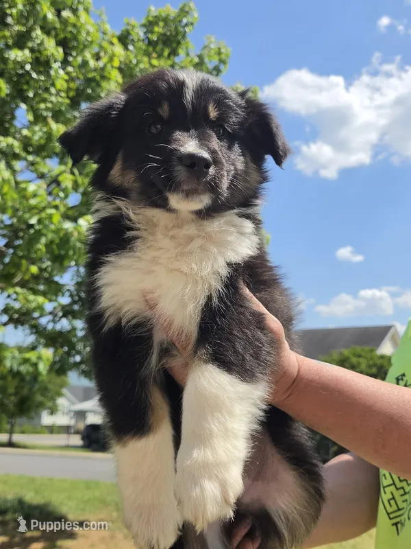 Brewster  – Miniature Australian Shepherd puppy for sale in Chatsworth, GA