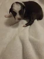 Red Tri Male 2, a female Miniature Australian Shepherd for sale in Chatsworth, GA – 1 of 3